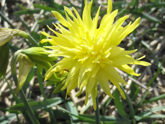 Bulbes de fleurs Non-Traité Narcissus Rip van Winkle calibre z10/+ (2023110)