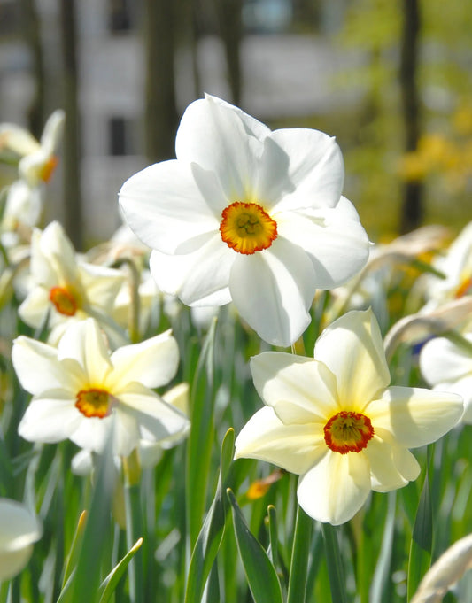 Bulbes de fleurs Non-Traité Narcissus  Actaea calibre sp14/16 (2000100)