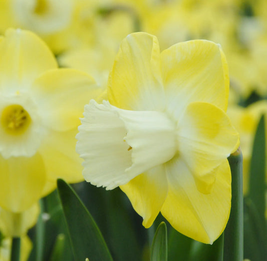 Bulbes de fleurs Non-Traité Narcissus  Avalon calibre sp14/16 (2000400)