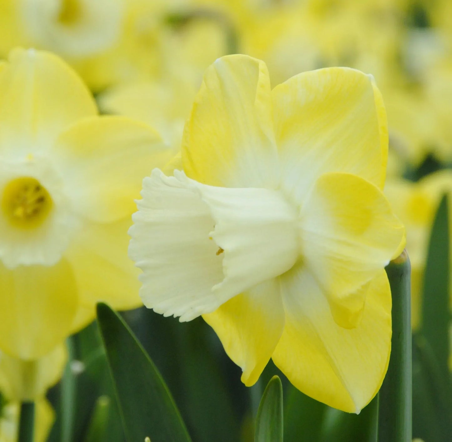 Untreated Narcissus Avalon flower bulbs size sp14/16 (2000400) for individuals