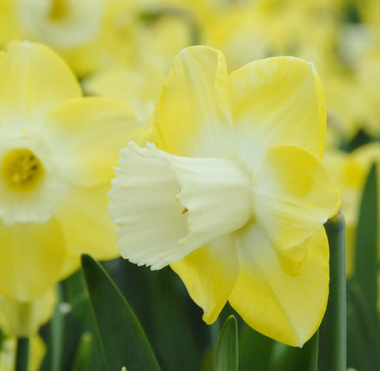 Untreated Narcissus Avalon flower bulbs size sp14/16 (2000400) for individuals