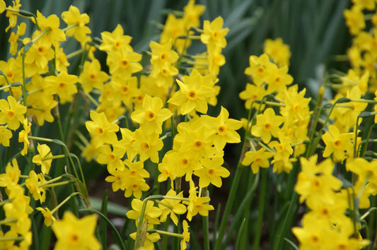 Bulbes de fleurs Non-Traité Narcissus  Baby Boomer calibre z12/14 (2021600)