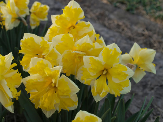 Untreated Narcissus Banana Splash flower bulbs size sp12/14 (2026410) for individuals