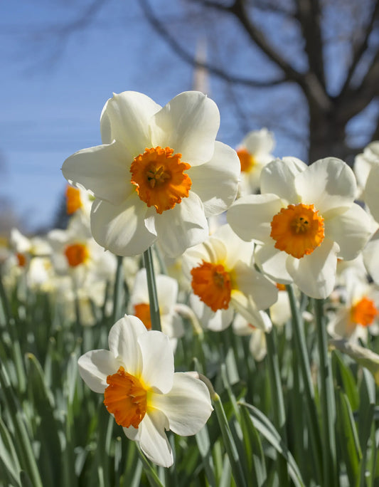 Untreated Narcissus Barrett Browning flower bulbs size sp14/16 (2000500) for individuals