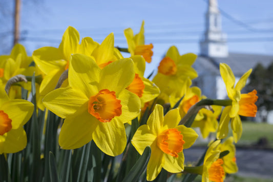 Untreated Narcissus Brackenhurst flower bulbs size sp14/16 (2000700) for individuals