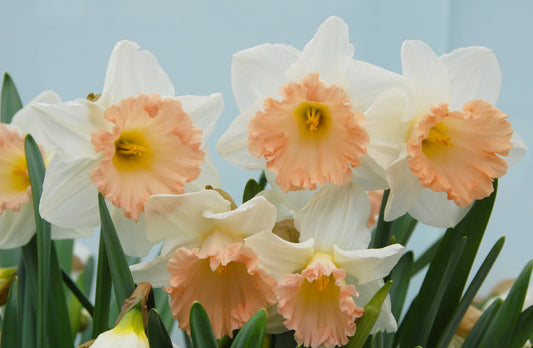 Bulbes de fleurs Non-Traité Narcissus  British Gamble calibre sp12/14 (2006910)