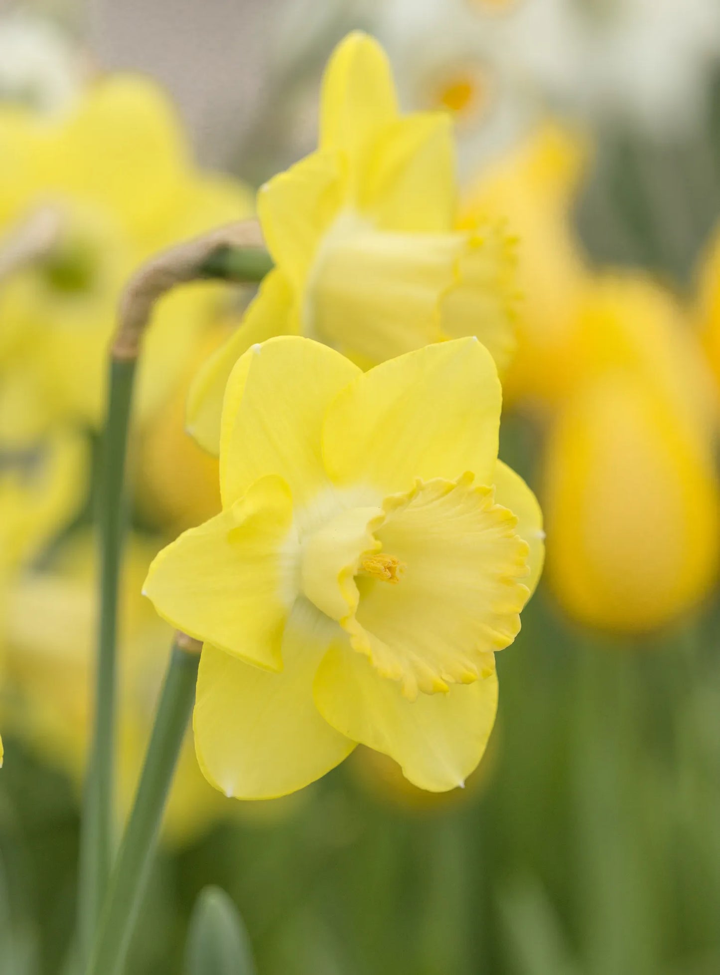 Untreated Narcissus Cairngorm flower bulbs size sp14/16 (2027600) for individuals
