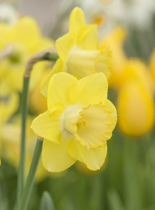 Untreated Narcissus Cairngorm flower bulbs size sp14/16 (2027600) for individuals