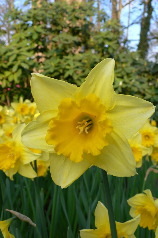 Untreated Narcissus Carlton flower bulbs size sp14/16 (2000800) for individuals