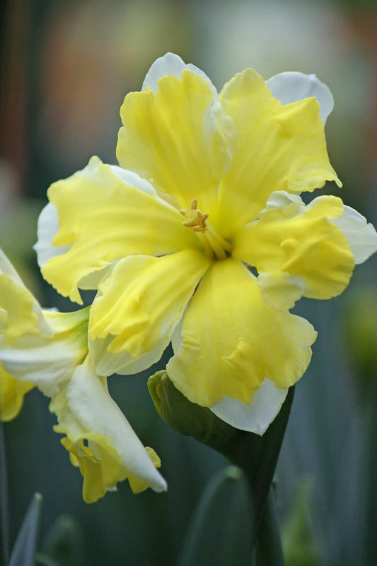 Bulbes de fleurs Non-Traité Narcissus  Cassata calibre sp14/16 (2000900)