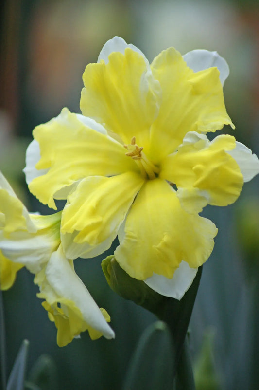 Untreated flower bulbs Narcissus Cassata size sp14/16 (2000900) for individuals