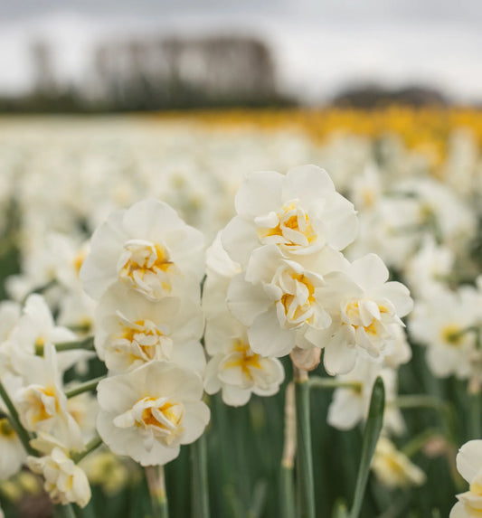 Untreated Narcissus Cheerfulness flower bulbs size sp14/16 (2007100) for individuals