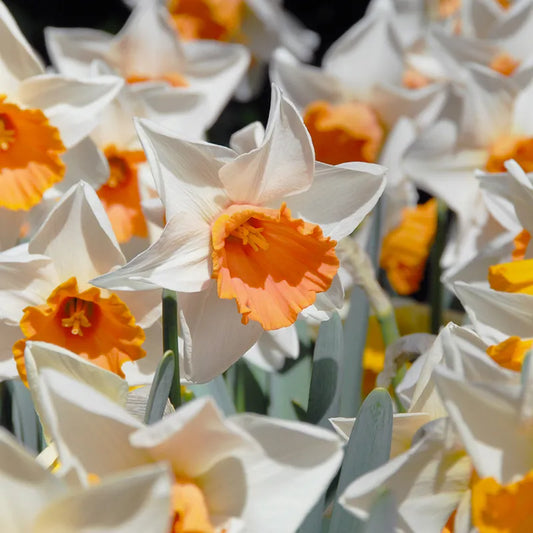 Untreated Narcissus Chromacolor flower bulbs size sp14/16 (2001000) for individuals