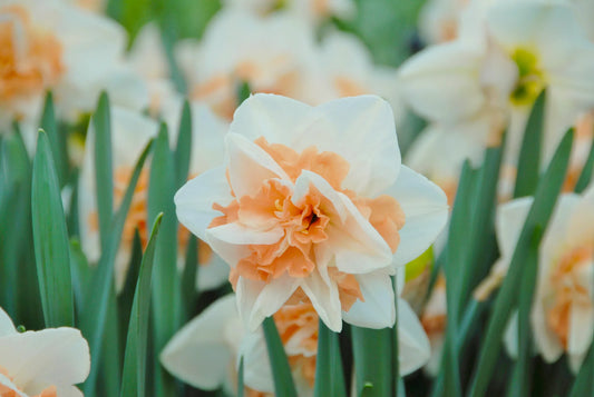 Untreated Narcissus Delnashaugh flower bulbs size sp14/16 (2007200) for individuals