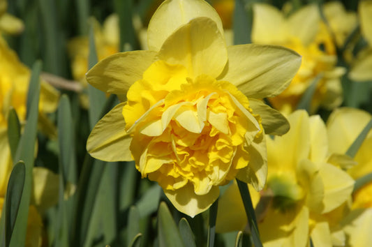Untreated Narcissus Dick Wilden flower bulbs size sp14/16 (2025600) for individuals