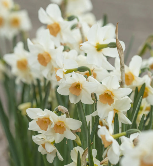 Untreated Narcissus Doll Baby® flower bulbs size z12/14 (2037900) for individuals
