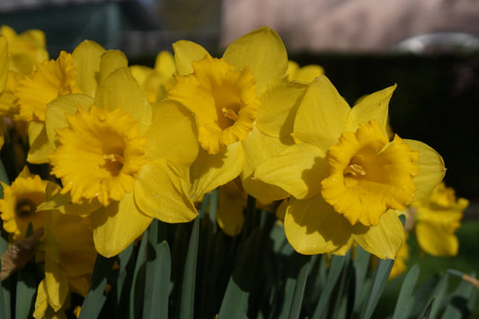 Bulbes de fleurs Non-Traité Narcissus  Dutch Master calibre sp14/16 (2006800)