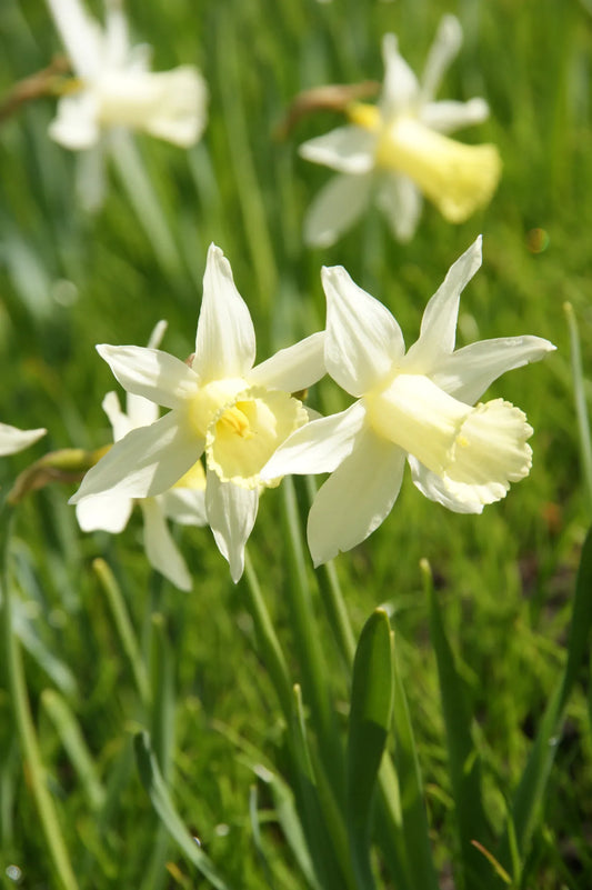 Bulbes de fleurs Non-Traité Narcissus  Elka calibre z8/+ (2023800)