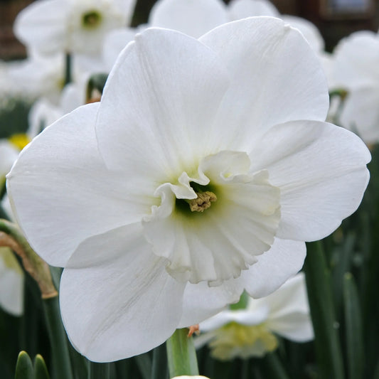 Untreated Narcissus Falmouth Bay flower bulbs size sp12/14 (2008110) for individuals