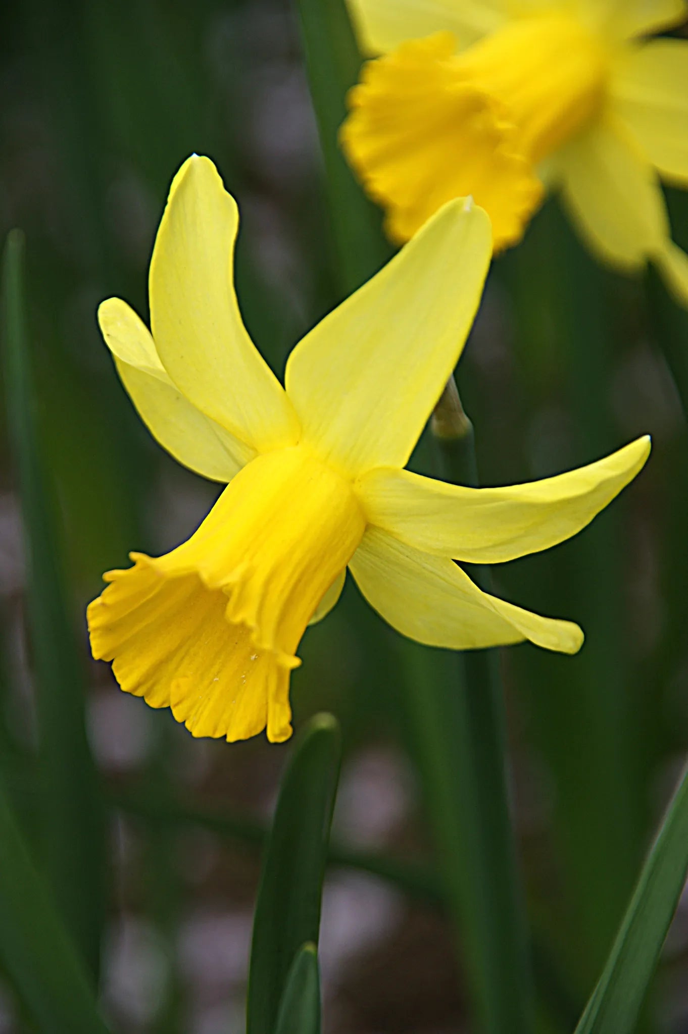 Bulbes de fleurs Non-Traité Narcissus  February Gold calibre z12/14 (2001210)