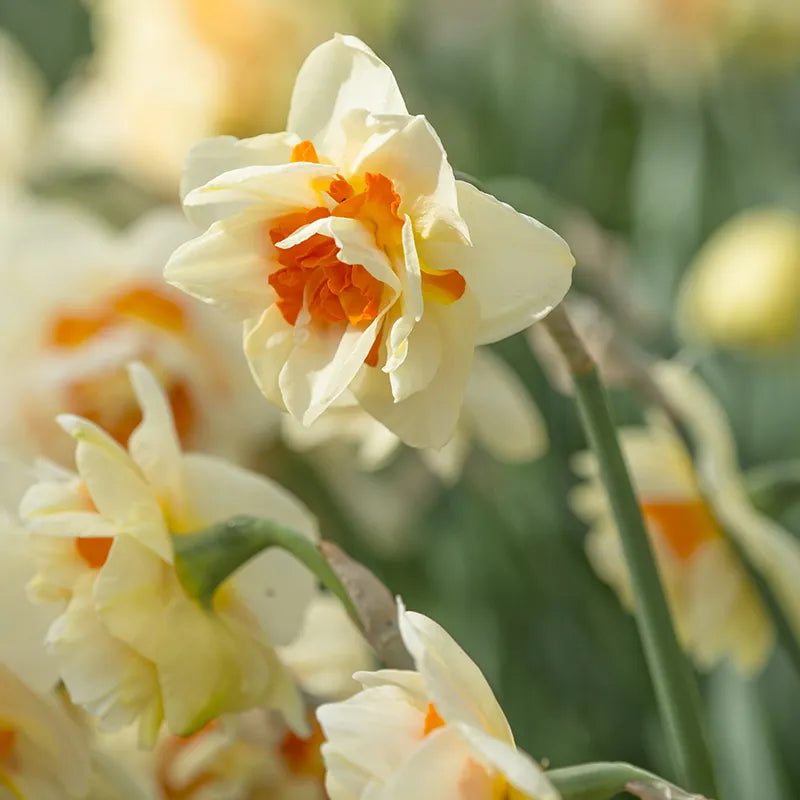 Untreated Narcissus Flower Parade flower bulbs size sp14/16 (2001300) for individuals