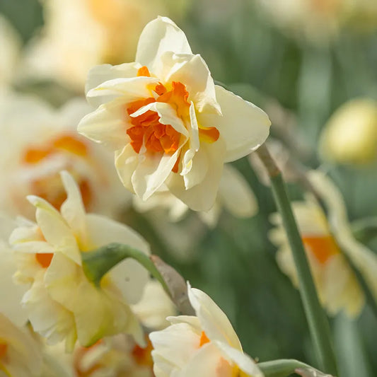 Untreated Narcissus Flower Parade flower bulbs size sp14/16 (2001300) for individuals