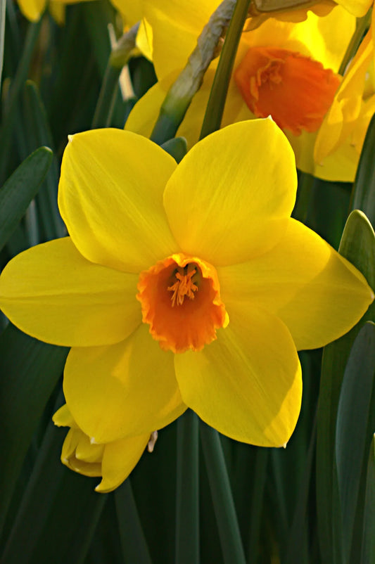 Untreated Narcissus Fortissimo flower bulbs size sp14/16 (2020500) for individuals