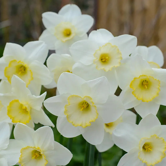 Bulbes de fleurs Non-Traité Narcissus  Frosty Snow calibre sp14/16 (2001400)