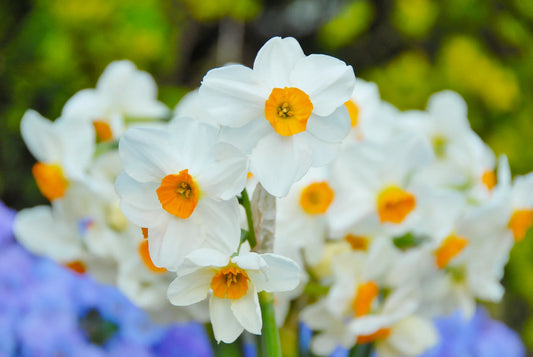 Untreated Narcissus Geranium flower bulbs size sp14/16 (2008300) for individuals