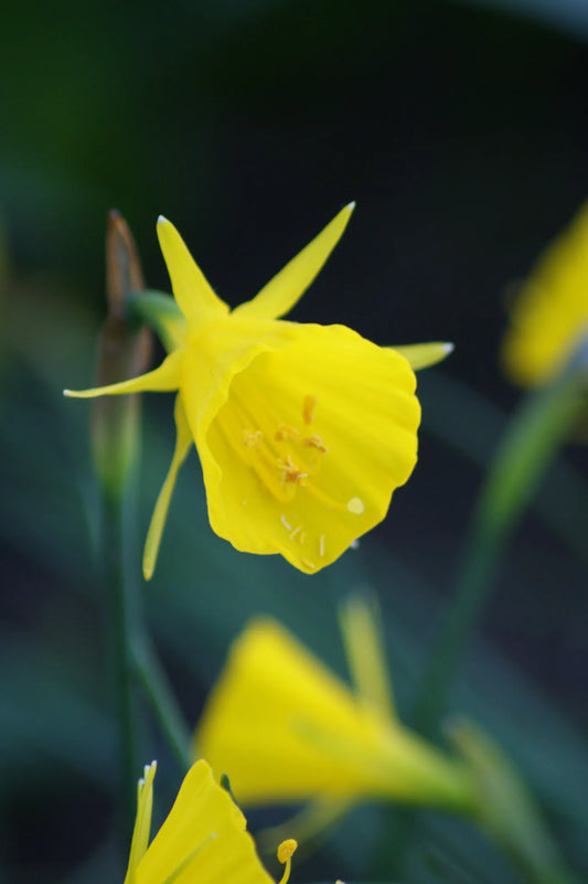 Bulbes de fleurs Non-Traité Narcissus bulbocodium Golden Bells calibre z6/+ (2024300)