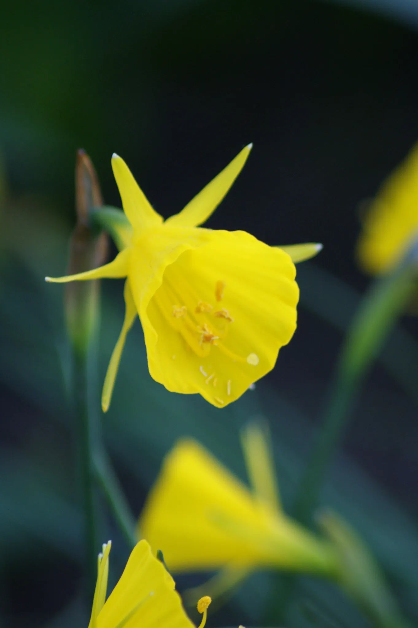 Untreated flower bulbs Narcissus bulbocodium Golden Bells size z6/+ (2024300) for individuals