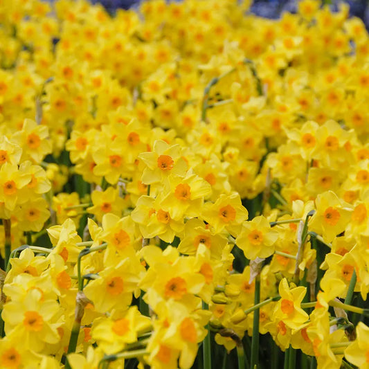 Bulbes de fleurs Non-Traité Narcissus  Golden Dawn calibre z14/16 (2008400)