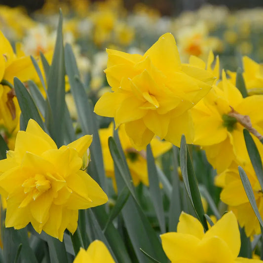 Untreated Narcissus Golden Ducat flower bulbs size sp12/14 (2007410) for individuals