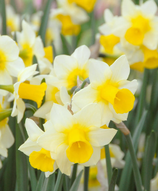 Bulbes de fleurs Non-Traité Narcissus  Golden Echo calibre z14/+ (2001500)