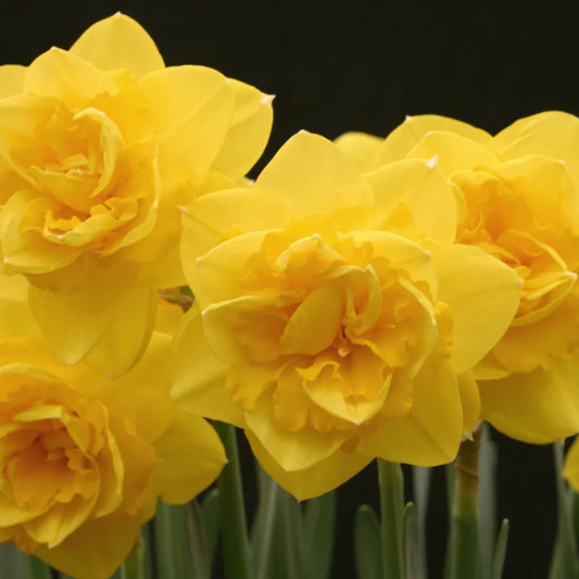 Bulbes de fleurs Non-Traité Narcissus  Heamoor calibre sp12/14 (2001910)