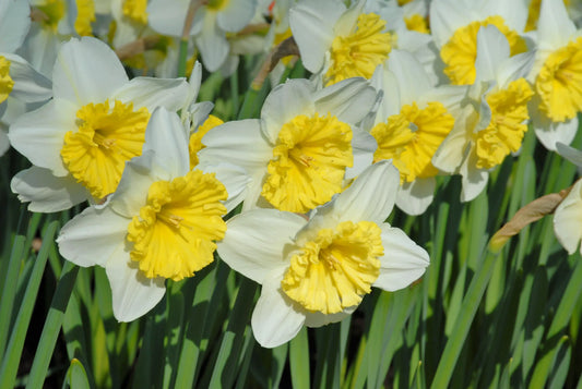Bulbes de fleurs Non-Traité Narcissus  Ice Follies calibre sp14/16 (2002000)