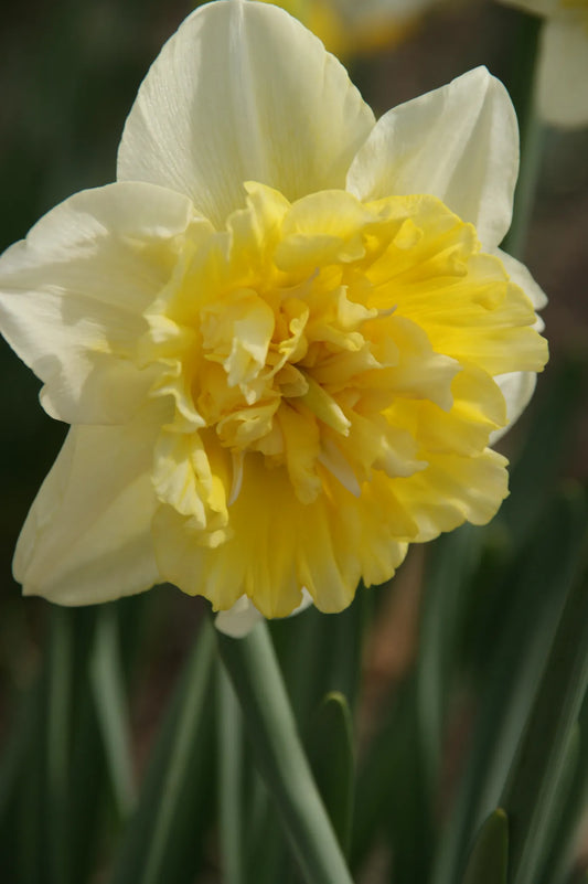 Untreated Narcissus Ice King flower bulbs size sp14/16 (2007500) for individuals