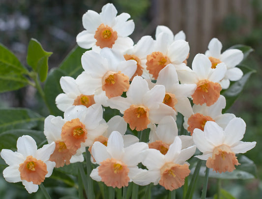 Bulbes de fleurs Non-Traité Narcissus  Iwona calibre z12/14 (2035400)