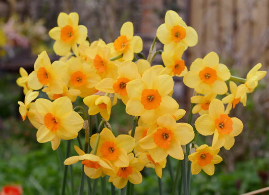 Untreated flower bulbs Narcissus Kedron size z12/14 (2002500) for individuals