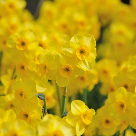 Bulbes de fleurs Non-Traité Narcissus  Kokopelli calibre z9/+ (2002600)