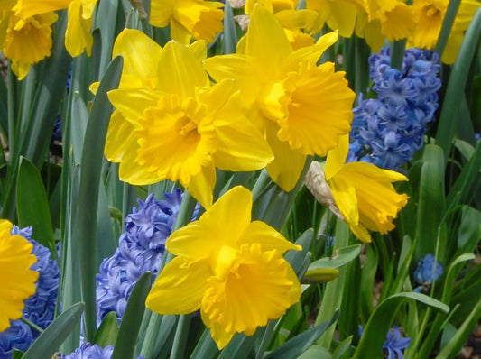 Bulbes de fleurs Non-Traité Narcissus  Marieke calibre sp14/16 (2003100)