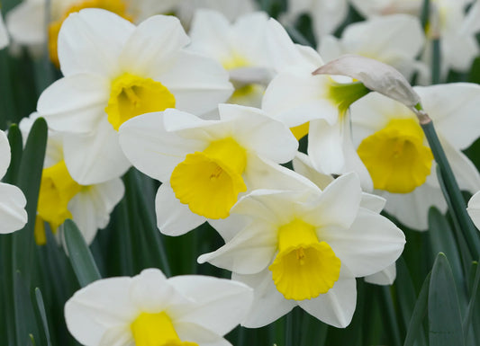 Bulbes de fleurs Non-Traité Narcissus  Merels Favourite calibre sp12/14 (2003210)