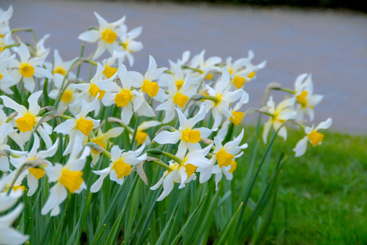 Bulbes de fleurs Non-Traité Narcissus  Mrs. Langtry calibre 1 (2029100)