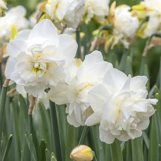Bulbes de fleurs Non-Traité Narcissus  Obdam calibre sp14/16 (2007600)