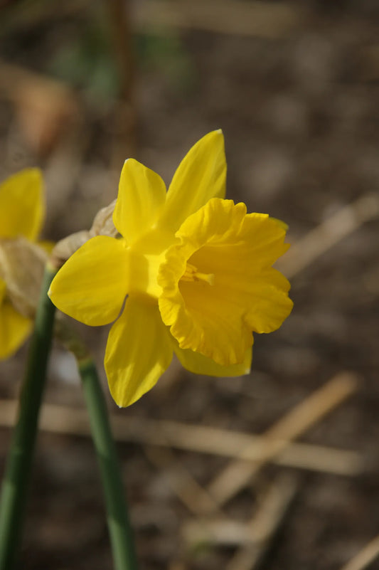 Bulbes de fleurs Non-Traité Narcissus obvallaris  calibre z10/+ (2003400)
