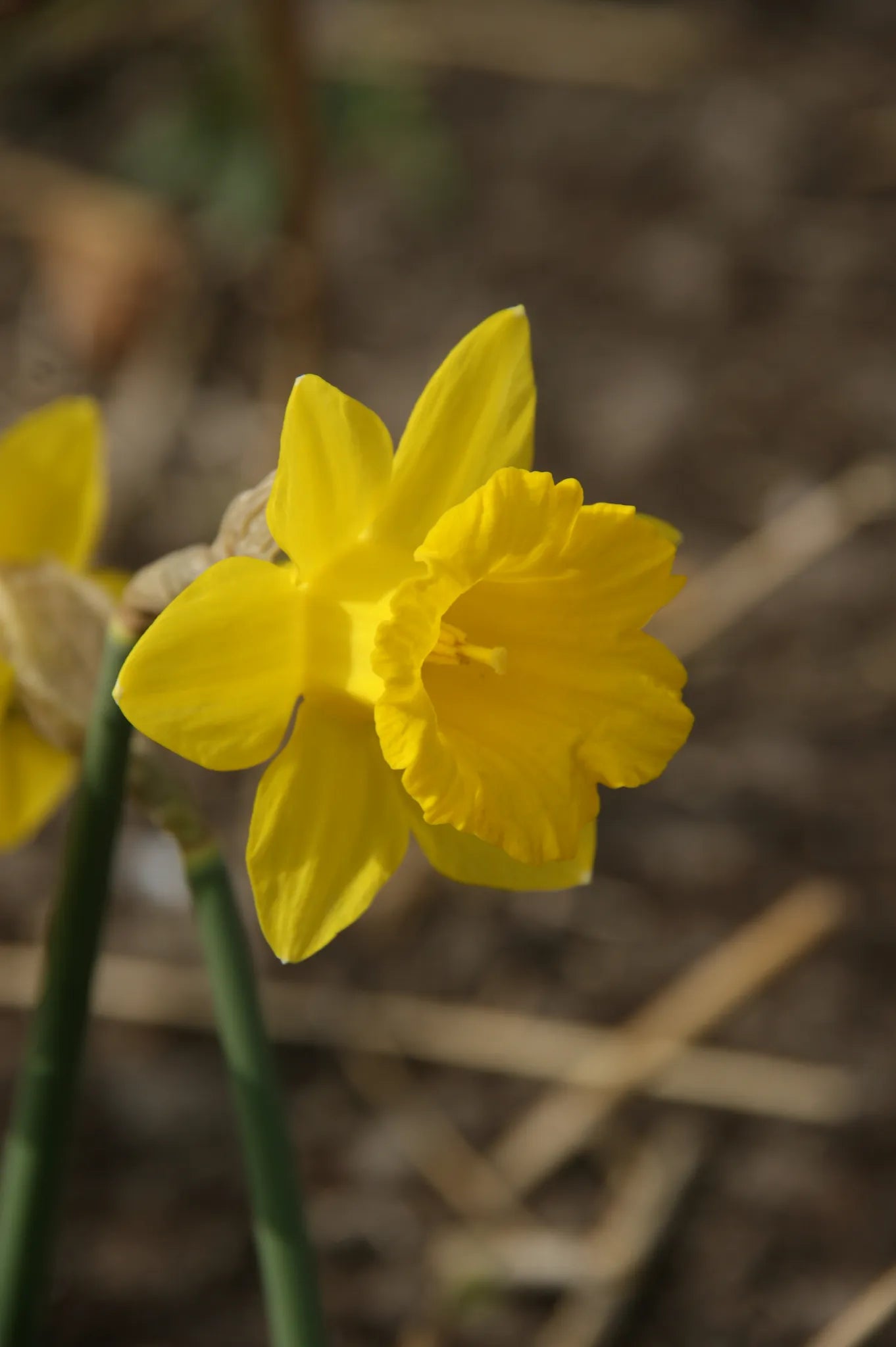 Untreated flower bulbs Narcissus obvallaris size z10/+ (2003400) for individuals