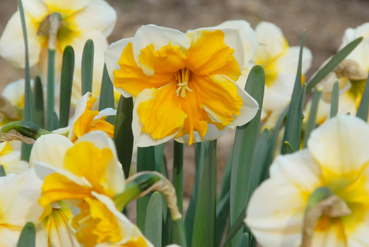 Untreated Narcissus Orangery flower bulbs size sp12/14 (2007810) for individuals
