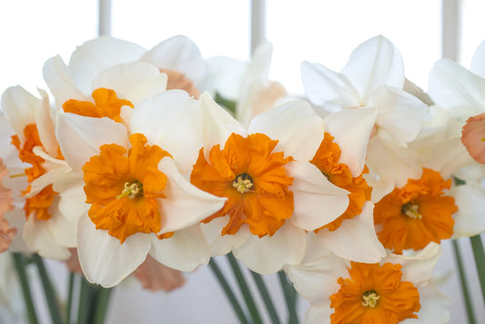 Untreated Narcissus Parisienne flower bulbs size sp14/16 (2007700) for individuals