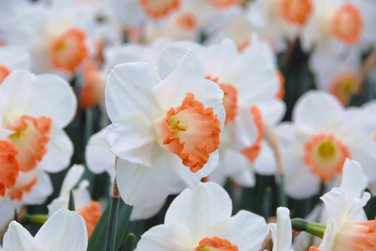 Untreated Narcissus Pink Charm flower bulbs size sp14/16 (2003700) for individuals