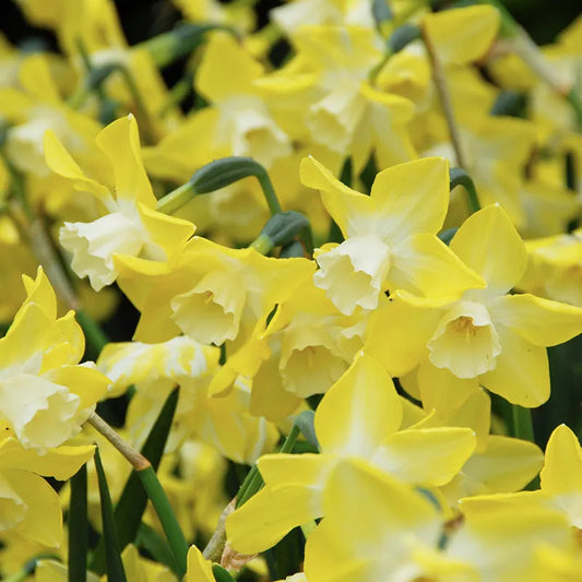Untreated flower bulbs Narcissus Pipit size z12/14 (2003900) for individuals